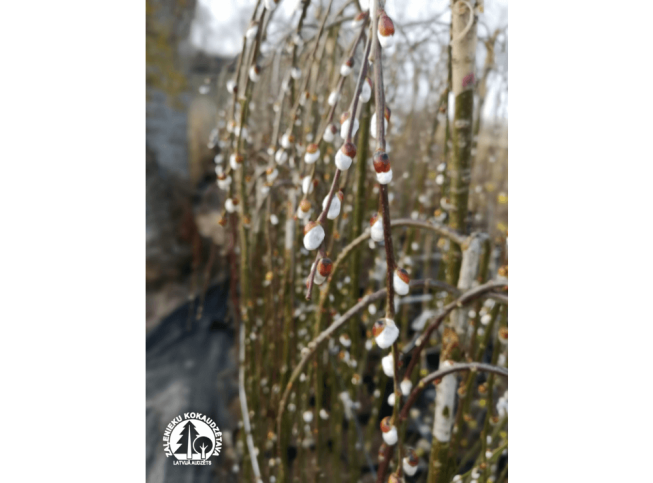 Salix caprea   'Kilmarnock'